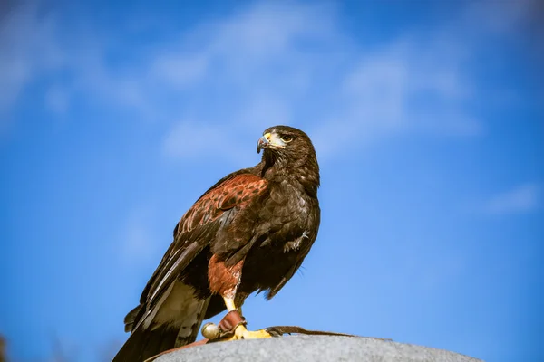 Majestuosas águilas en Westminster Londres —  Fotos de Stock