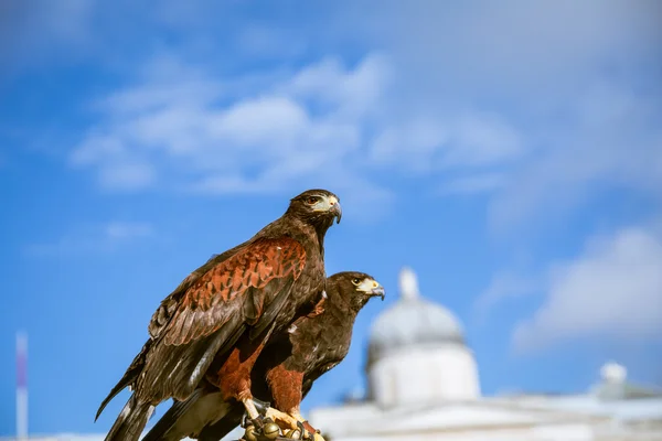 Majestosas águias em westminster Londres — Zdjęcie stockowe