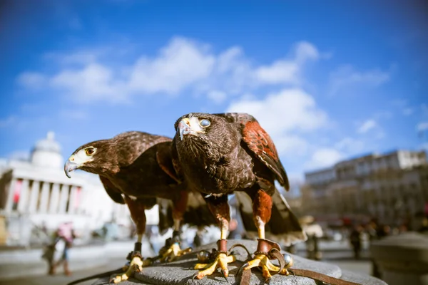 Majestic eagles in Westminster London — Stock Photo, Image