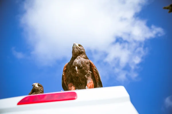 Majestic eagles in Westminster London