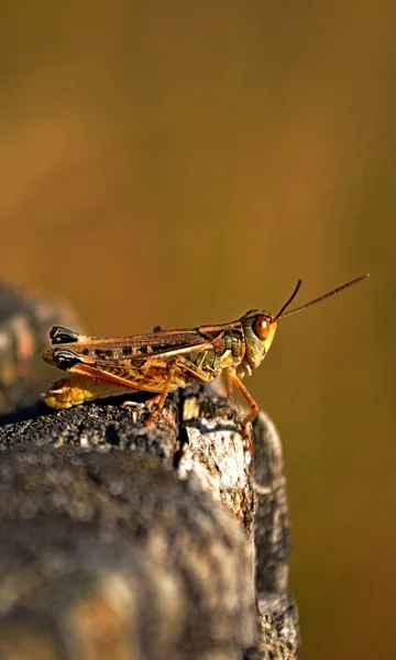 Curious grasshopper — Stock Photo, Image