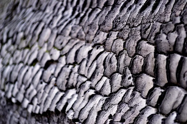 Textura de madeira — Fotografia de Stock