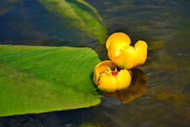 flora ve fauna muhteşem nehir