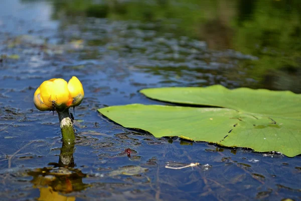 素晴らしい川の動植物 — ストック写真