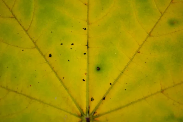 Textura podzimní listí — Stock fotografie