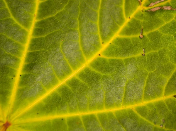 La consistenza delle foglie autunnali — Foto Stock