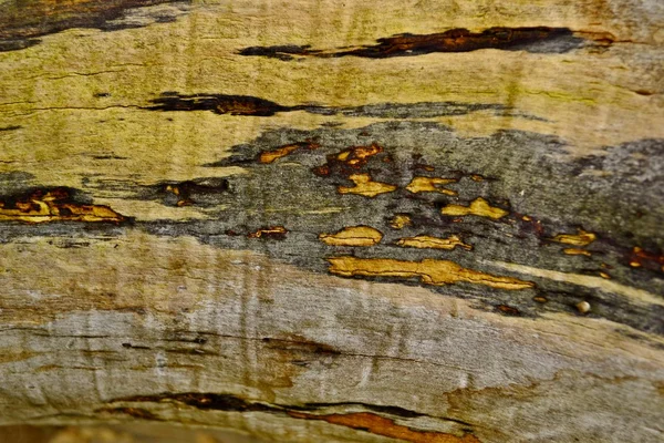 表面的木头 — 图库照片