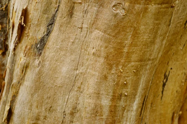 Textura madera — Foto de Stock