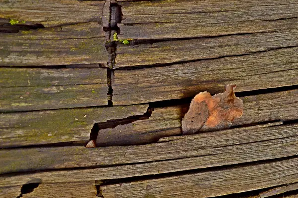 Texturas tão diferentes — Fotografia de Stock