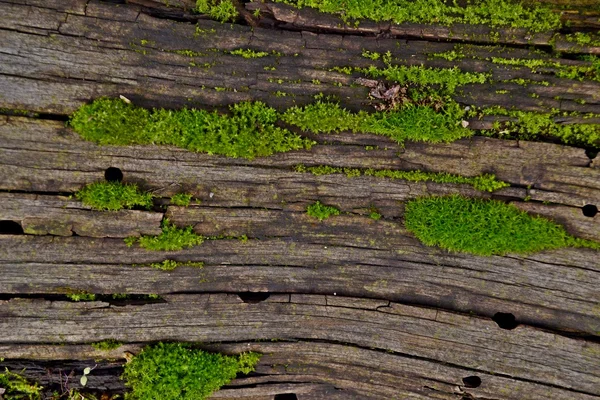 Bu farklı dokular — Stok fotoğraf