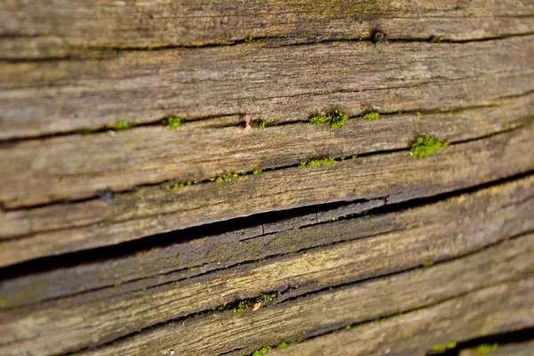 Struttura del legno — Foto Stock