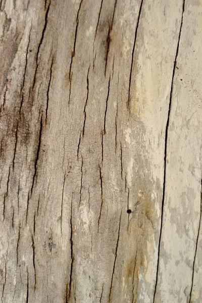 Textura de madeira — Fotografia de Stock