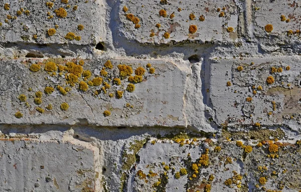 Backsteinmauer Hintergrund — Stockfoto