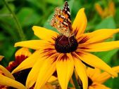 pillangó sárga virágon