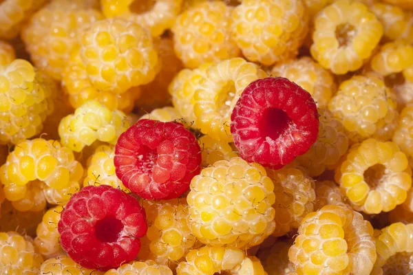 Raspberry — Stock Photo, Image