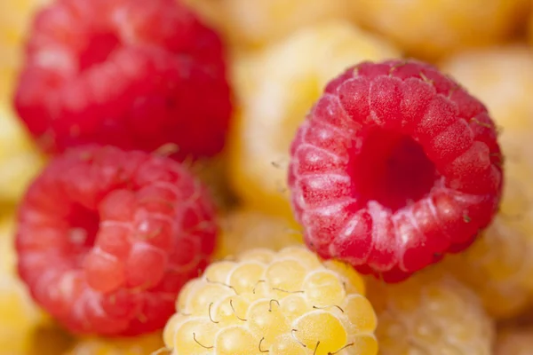 Raspberry — Stock Photo, Image