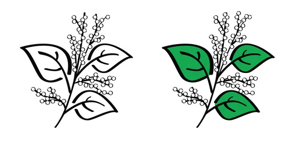 Fallopia Japonica Polygonaceae Asian Japanese Knotweed Medicinal Plant Logo Pictogram — Stock Vector