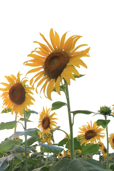 Sunflower field with white background — Stock Photo, Image