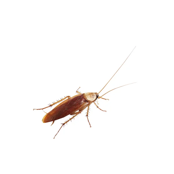 Brown cockroach isolated over white background — Stock Photo, Image