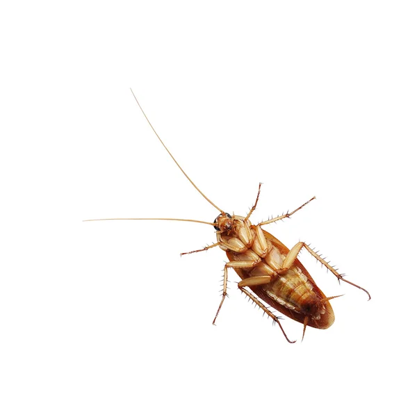 Коричневый таракан на белом фоне Лицензионные Стоковые Изображения