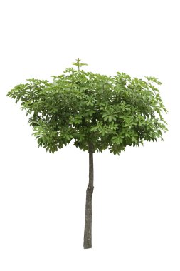 alstonia apocynaceae, üzerinde beyaz arka izole bir dekorasyon ağaç