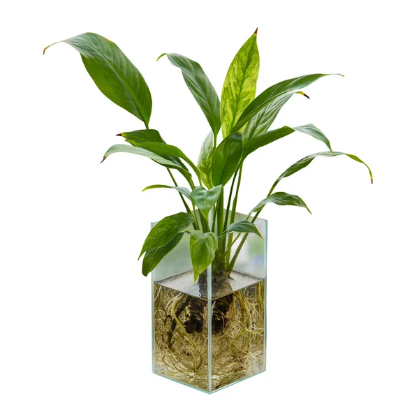 Spathiphyllum or Peace Lily in the glass vase — Stock Photo, Image