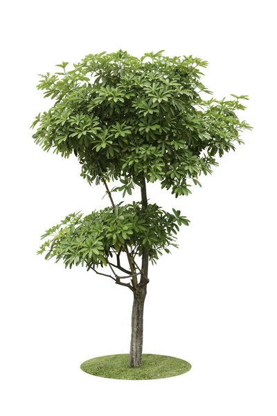 Alstonia Apocynaceae, un albero a due livelli di decorazione isolato ov — Foto Stock