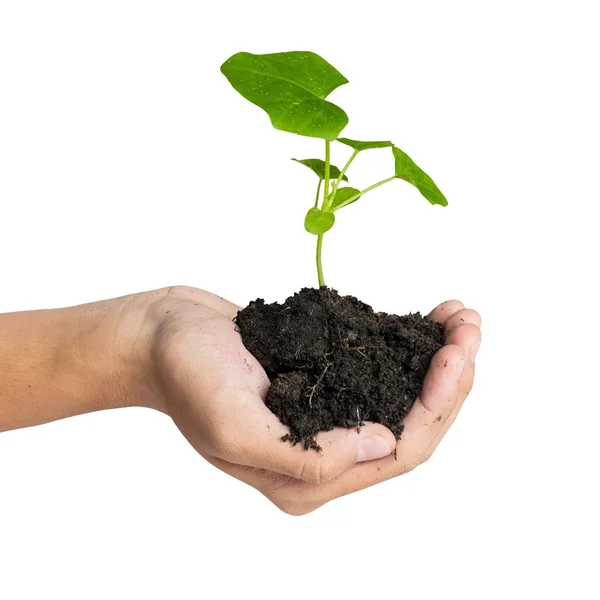 Hand holding a tree for giving life to the Earth isolated over w — Stock Photo, Image