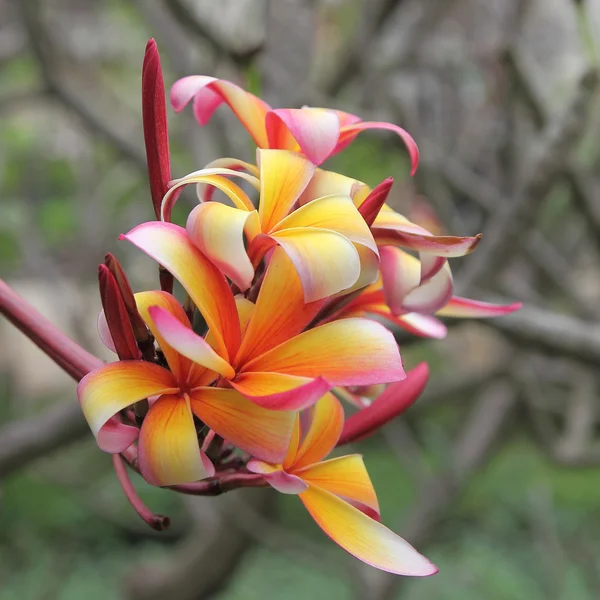 Frangipani Çiçek Bahçe. — Stok fotoğraf