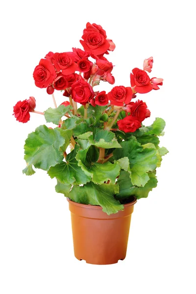 Beyaz arka plan üzerinde izole begonia çiçek