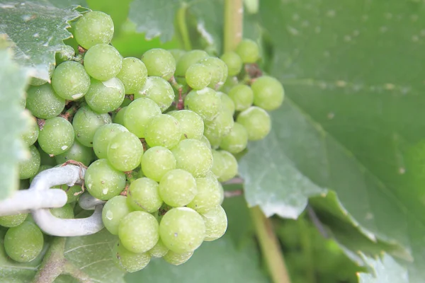 Uvas verdes en una cubierta de viñedo con insecticida . — Foto de Stock