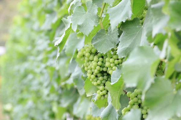 Groene druiven in een wijngaard voor wijnindustrie. — Stockfoto