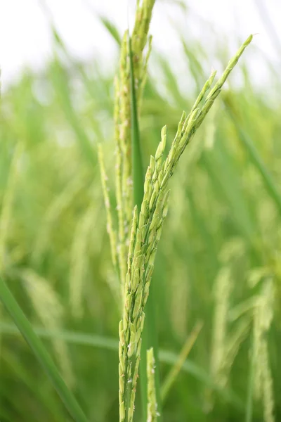 Spike on the rice field — Stock Photo, Image