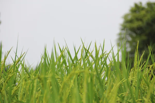 Rice farm on the Northeast of Thailand. — Stock Photo, Image