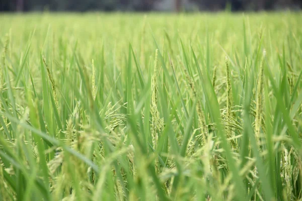 Rijst boerderij in het noordoosten van thailand. — Stockfoto