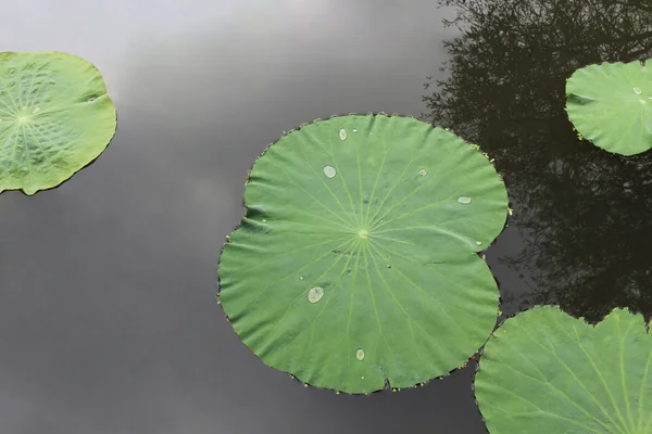 zwevende lotus verlof geïsoleerd over de grijze schaduw