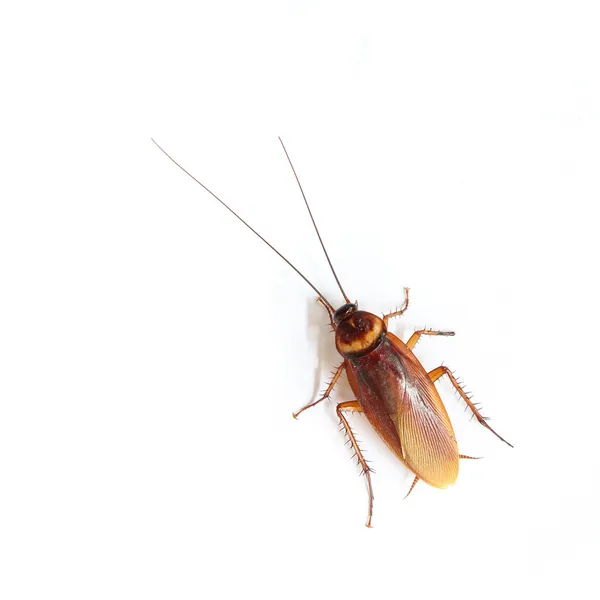 Cockroach isolated on white background — Stock Photo, Image