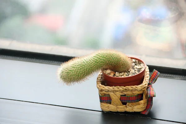 Kaktus di tepi jendela — Stok Foto