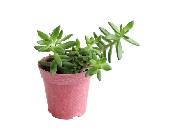 The growing popularity of small tree in plastic pot, Thailand — Stock Photo, Image