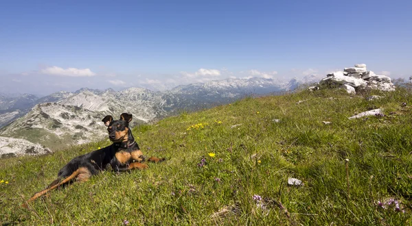 Hond ontspannen op de bergen — Stockfoto