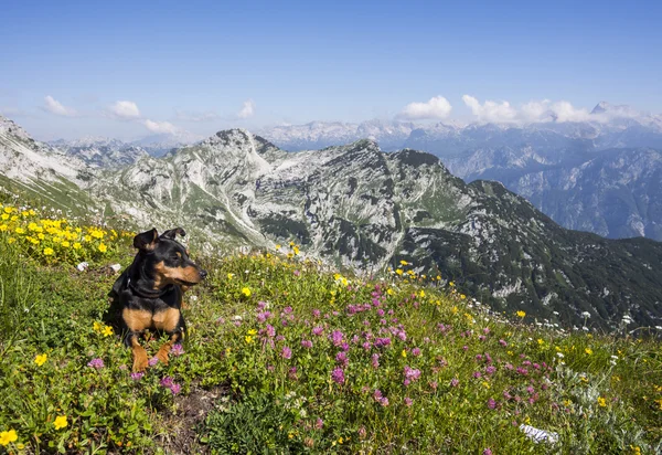 山の上でリラックスした犬 — ストック写真