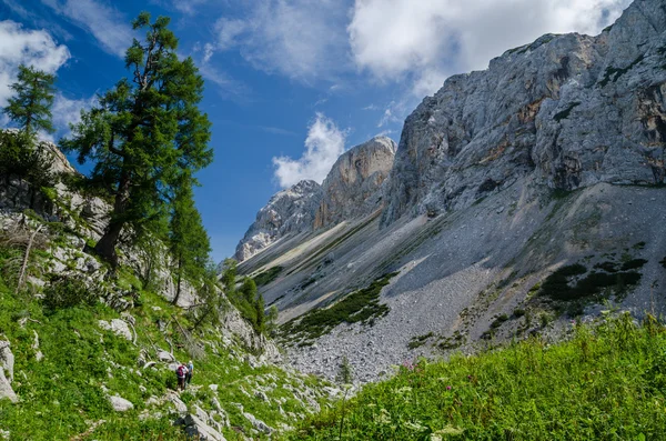 V údolí se — Stock fotografie