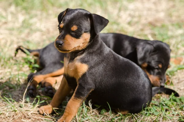 Cucciolo — Foto Stock