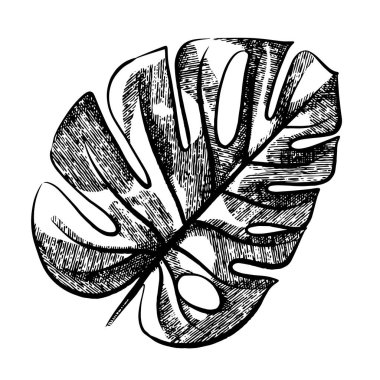 Canavar yaprağı siyah beyaz çizim