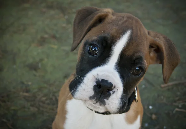 Deutscher Boxer lizenzfreie Stockbilder