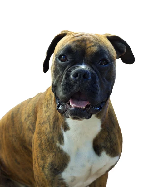 Deutscher Boxer — Stockfoto