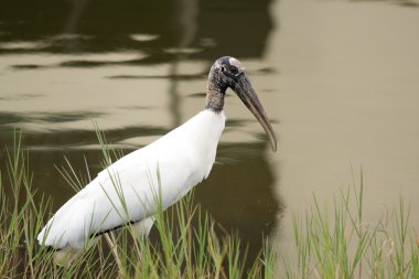 Ahşap leylek (Mycteria americana)