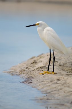 Karlı Akbalıkçıl (egretta thula)