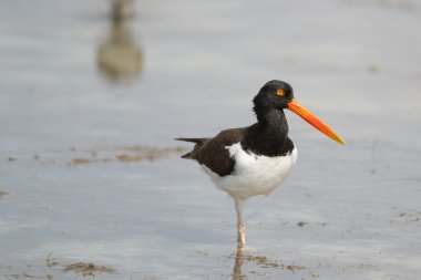 Amerikan istiridye Catcher (Haematopus palliatus)