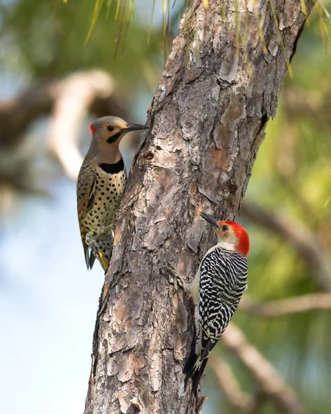 Northern Flicker and Red-Bellied Woodpeckers — Stock Photo, Image